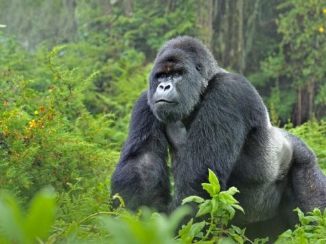 The worlds most endangered animals
